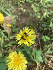 Microseris laciniata