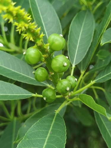 Sapium glandulosum