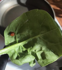Coccinella septempunctata