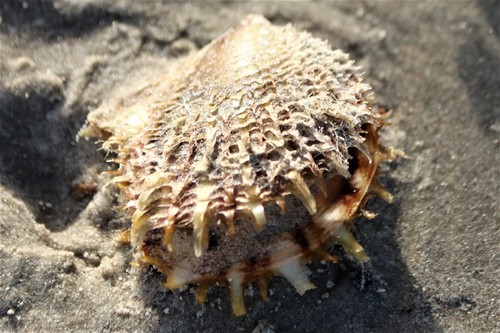 Atlantic Pearl Oyster