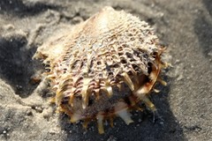 Pinctada imbricata