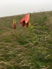 Lilium grayi