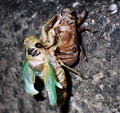 Cryptotympana facialis