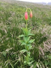Lilium grayi