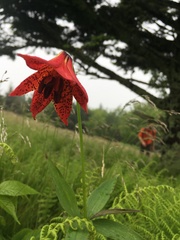 Lilium grayi