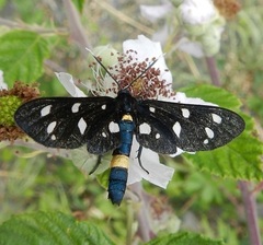 Amata ragazzii