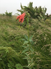 Lilium grayi