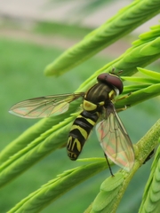 Allograpta neotropica