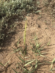 Elymus farctus