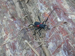 Purpuricenus humeralis