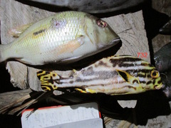 Plectorhinchus vittatus