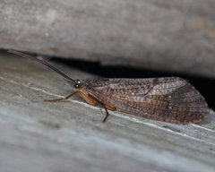 Ptilostomis ocellifera