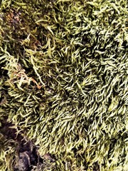 Hypnum cupressiforme filiforme