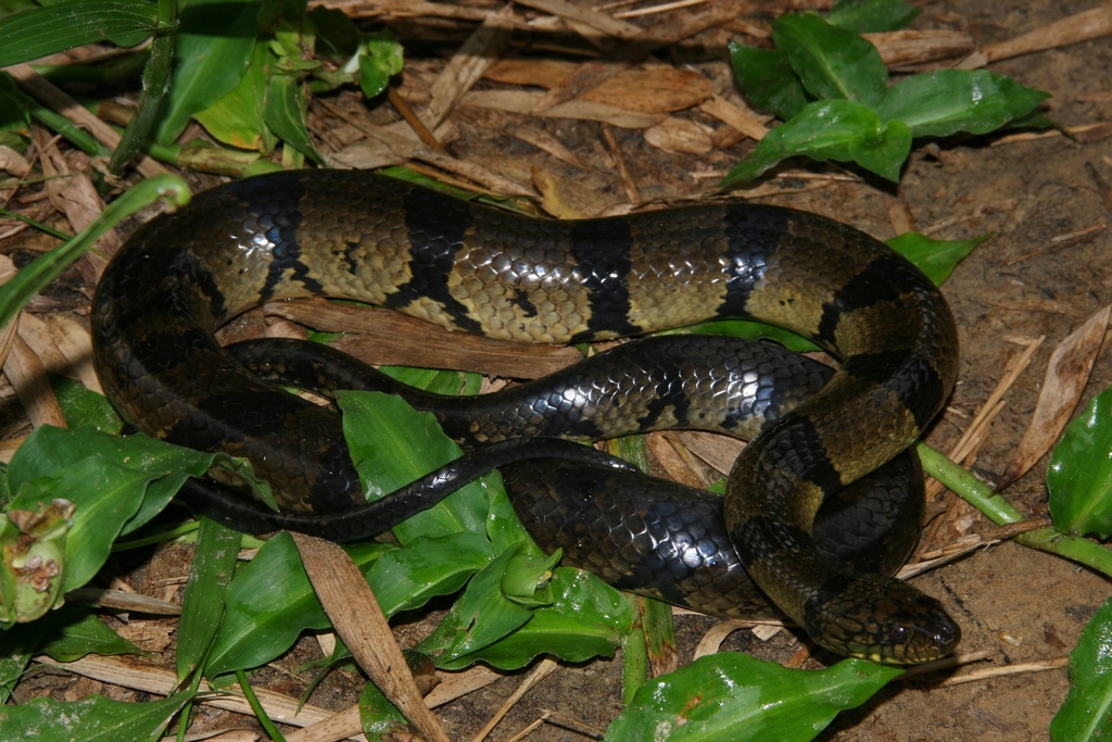 Ornate African Water Snake