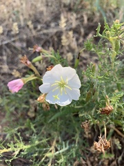 Oenothera coronopifolia