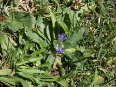 Ajuga tenorei