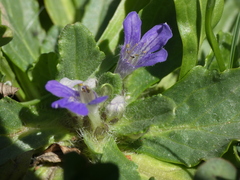 Ajuga tenorei