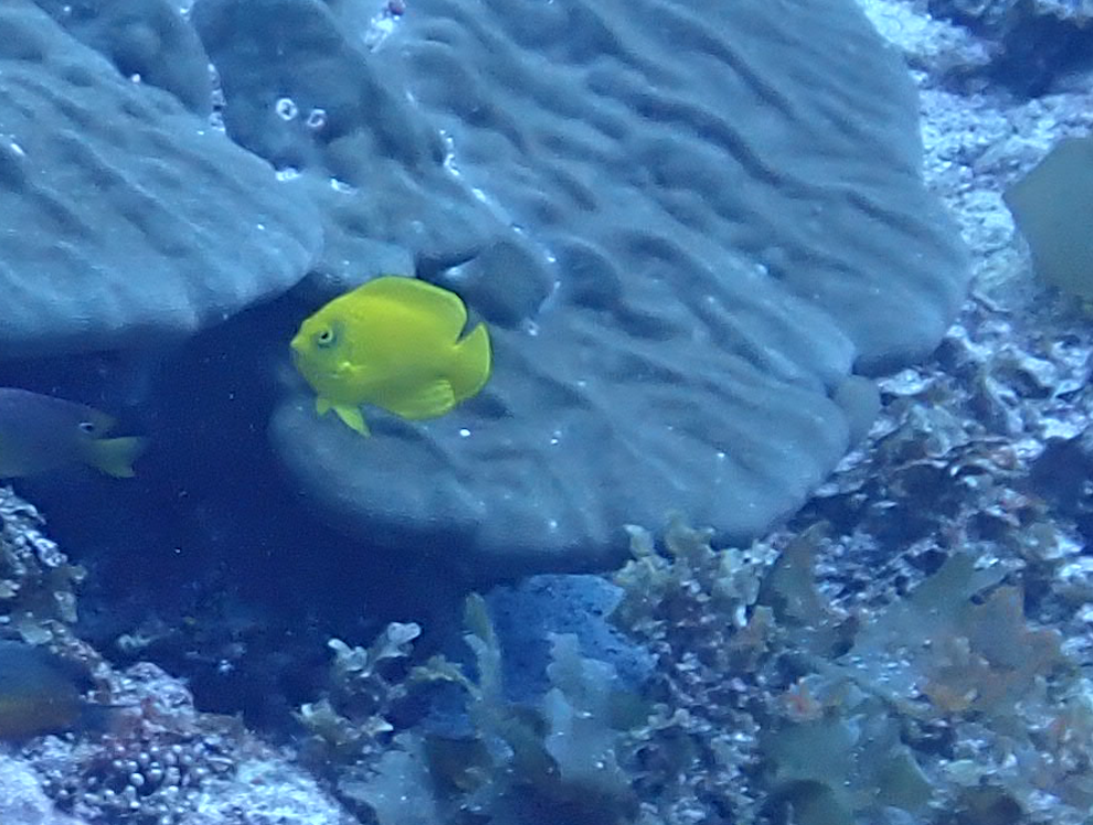 Golden Angelfish