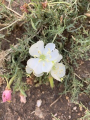Oenothera coronopifolia