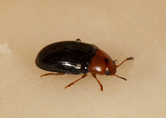 Triplax dissimulator