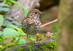 Turdus philomelos