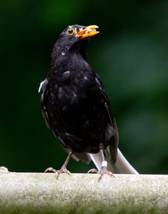 Turdus merula