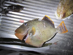 Pseudobalistes flavimarginatus