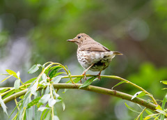 Turdus philomelos