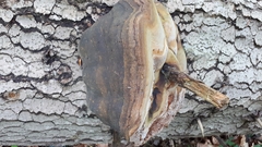 Fomitiporia hartigii