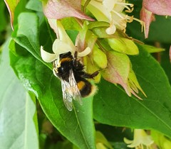 Bombus terrestris audax