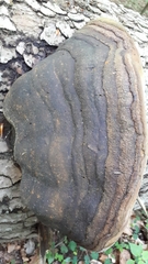 Fomitiporia hartigii