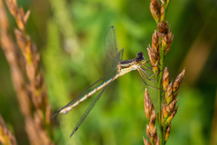 Lestes unguiculatus