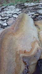 Fomitiporia hartigii