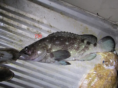 Epinephelus coeruleopunctatus