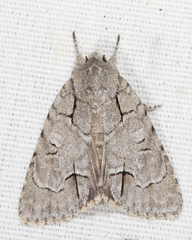 Acronicta radcliffei