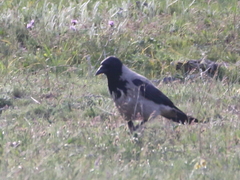 Corvus cornix