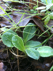 Dodecatheon