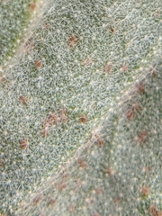 Croton heptalon