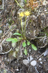 Taraxacum glabrum