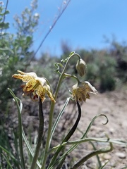 Fritillaria pinetorum