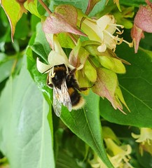 Bombus terrestris audax