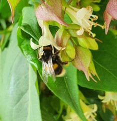 Bombus terrestris audax