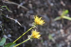 Taraxacum glabrum