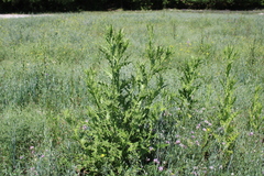 Onopordum tauricum