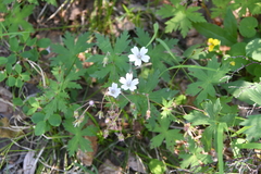 Geranium krylovii