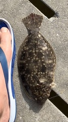 Paralichthys lethostigma