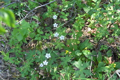 Geranium krylovii