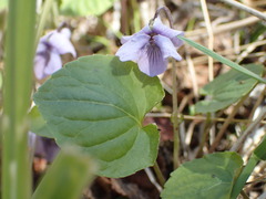 Viola epipsiloides