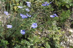 Linum austriacum