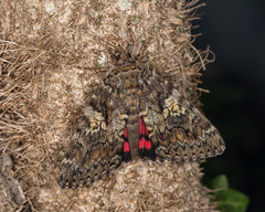Catocala sponsa